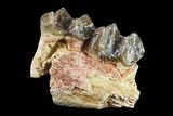 Fossil Horse (Mesohippus) Jaw Section - South Dakota #157473-1